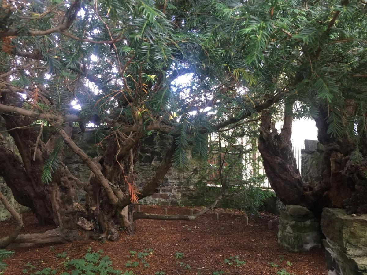 Lodge Woodland Hazel